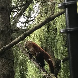 Red panda