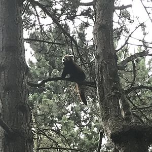 Red panda