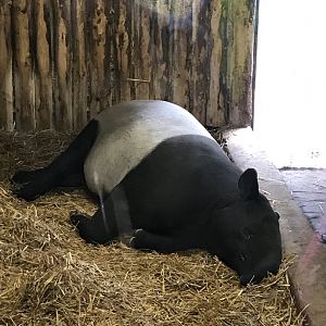 Malayan tapir “Mogli”