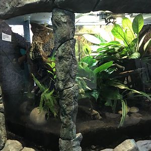 Blue poison dart frog and green mantella tank