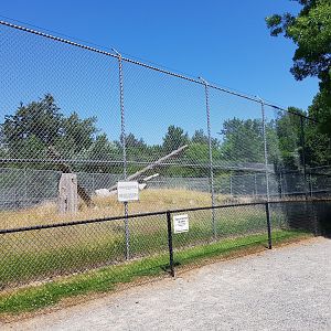 Old Yellow Baboon Exhibit