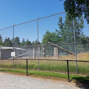 Old Yellow Baboon Exhibit