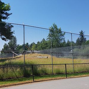 Old Yellow Baboon Exhibit