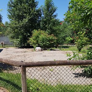 Vietnamese Pot-Bellied Pig Exhibit