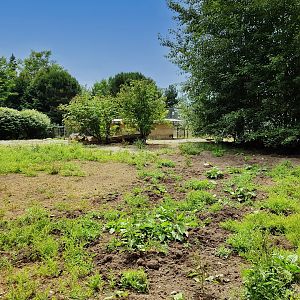 Vietnamese Pot-Bellied Pig Exhibit