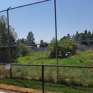 Siberian Tiger Exhibit