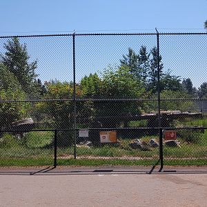 Siberian Tiger Exhibit