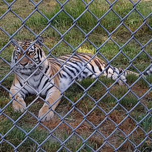 Hana - Siberian Tiger