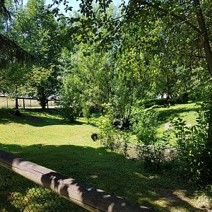 Capybara, Patagonian Mara, & Muscovy Duck Exhibit