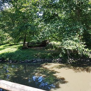 Capybara, Patagonian Mara, & Muscovy Duck Exhibit
