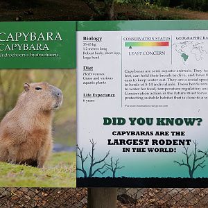 Capybara Sign