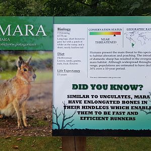 Patagonian Mara Sign
