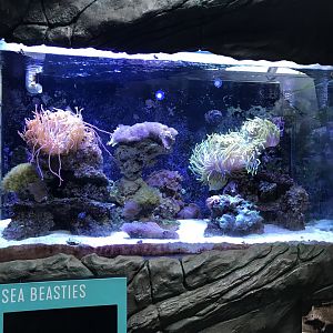 Sea beasties tank