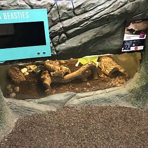 Lesser hedgehog tenrec tank