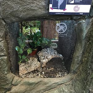 Chilean rose tarantula tank