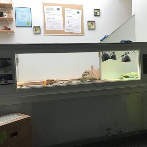 Pancake tortoise enclosure