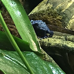 Blue poison dart frog