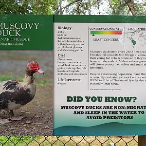 Muscovy Duck Sign