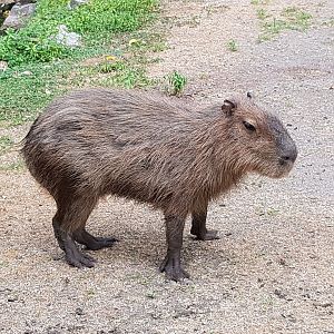 Nibs - Capybara