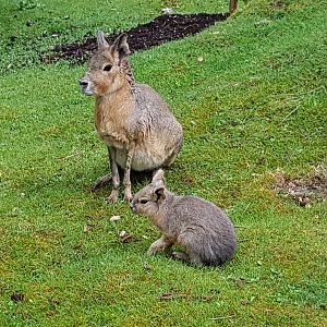 Mila & Marissa - Patagonian Mara