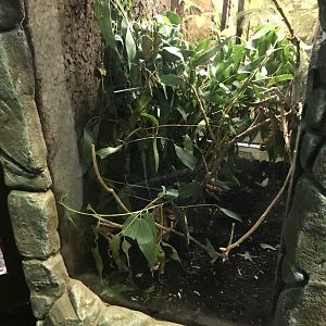 Maclay’s spectre tank