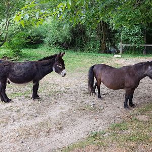 Bob & Pearl - Domestic Donkey & American Miniature Horse