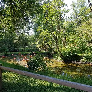 American Flamingo Exhibit