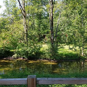 American Flamingo Exhibit