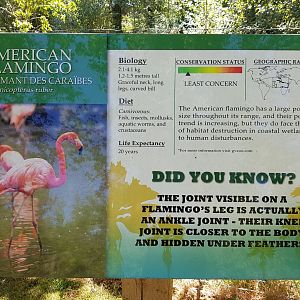 American Flamingo Sign