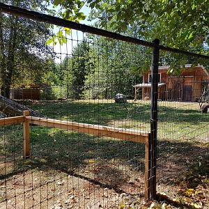 Red Kangaroo, Red-Necked Wallaby, & Emu Exhibit
