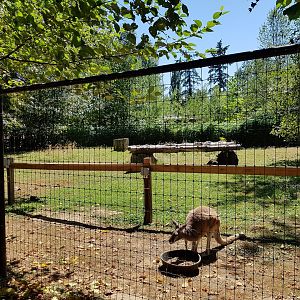 Red Kangaroo, Red-Necked Wallaby, & Emu Exhibit