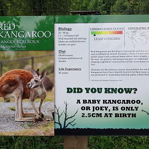 Red Kangaroo Sign