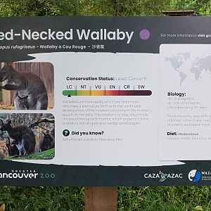 Red-Necked Wallaby Sign