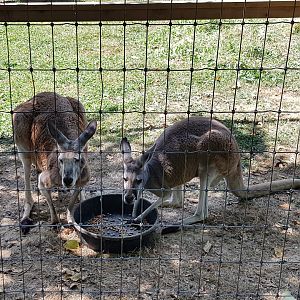 Kamu & Kira - Red Kangaroos