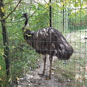 Curly - Emu
