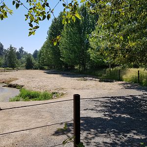 Common Hippopotamus Exhibit