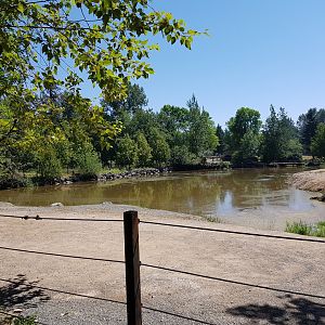 Common Hippopotamus Exhibit