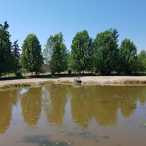 Common Hippopotamus Exhibit