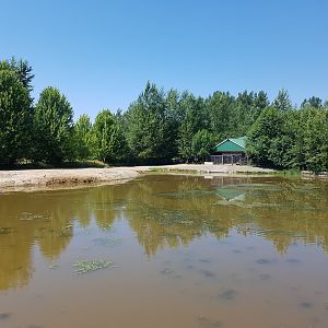 Common Hippopotamus Exhibit