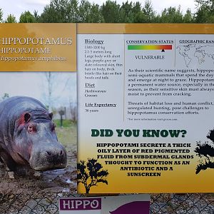 Common Hippopotamus Sign