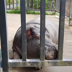 Haben - Common Hippopotamus