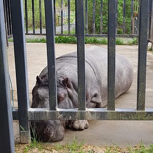 Haben - Common Hippopotamus