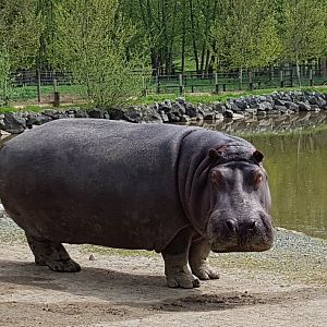 Hazina - Common Hippopotamus