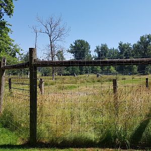 Male American Elk Exhibit