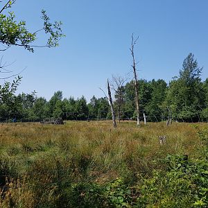Male American Elk Exhibit