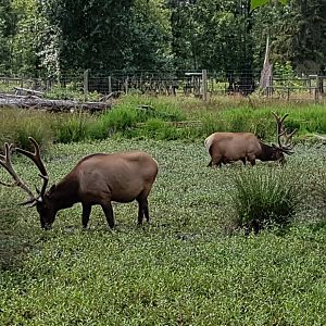 Manny & Manoah - American Elks