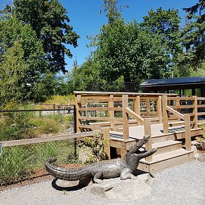 American Alligator Exhibit