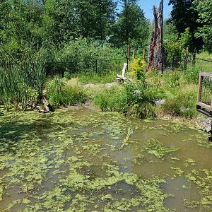 American Alligator Exhibit