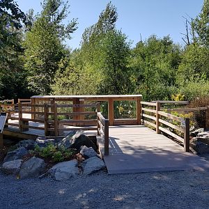 American Alligator Exhibit