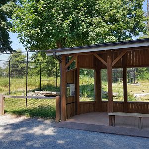 Northern Lynx Exhibit